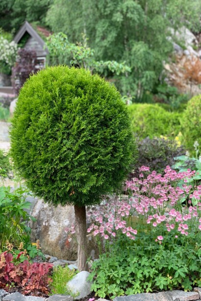 Элегантная туя Колумна на штамбе в форме шара.